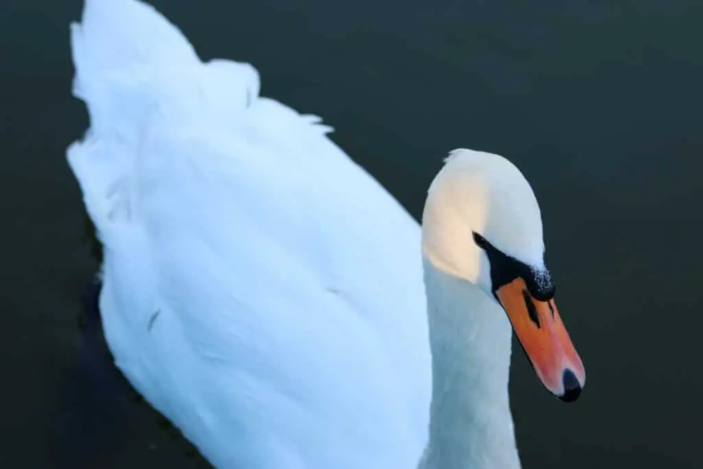 Schwan im Bodensee bei Rorschach